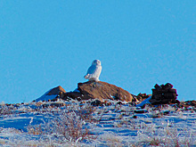 Россиянин заснял на Южном Урале краснокнижную птицу с Севера