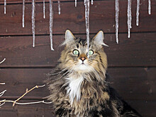 Вильфанд прогнозирует в трех округах температуру на 8-14 градусов выше нормы