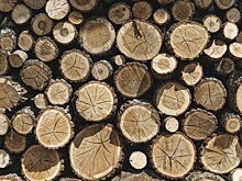 Китайская компания придет в омский лес