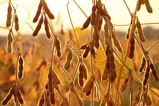 ФАС рассмотрит вопрос монополии ГК «Содружество» на ГМО-сою