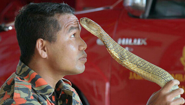 Последний поцелуй: самый знаменитый змеелов погиб от укуса кобры