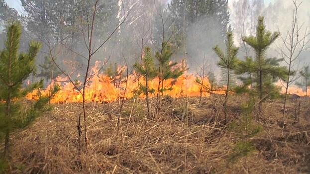 Совет Федерации предлагает повысить штрафы за нарушение пожарной безопасности в лесах