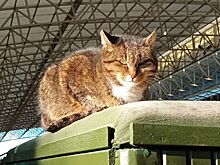 Кот-маскот: как бездомные пушистики «работают» в городских учреждениях и обретают кров