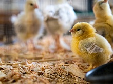 ГАП «Ресурс» одобрена покупка активов ГК «КоПитания» экс-министра Михаила Абызова