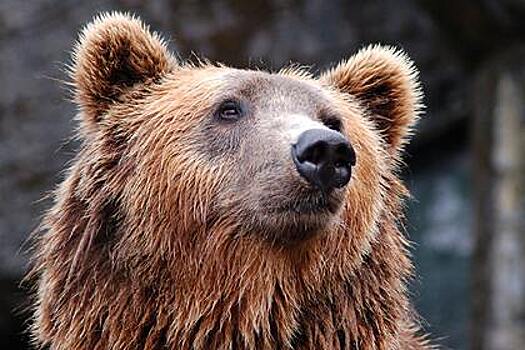Туристов предупредили о гуляющем медведе в нацпарке