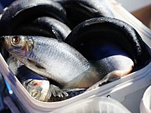 Почему не стоит покупать селедку в банке