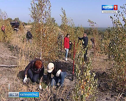 В Калининградской области высадили первый «Лес Победы»