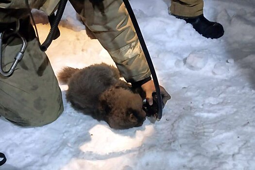 Маму-кошку реанимировали после ночного пожара в Марусино под Новосибирском