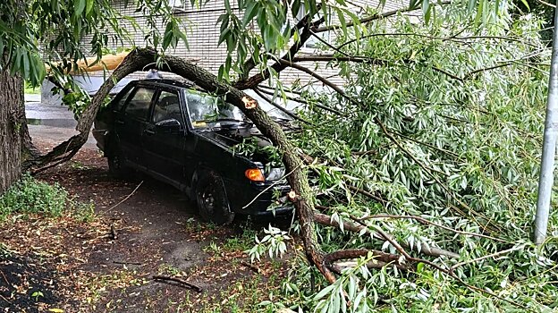 Огромный сук рухнул на машину на улице Краснова