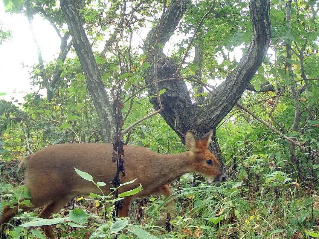 Уникальные кадры из нацпарка взбудоражили российских ученых