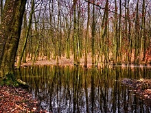 В Томском заповеднике начнут водить экскурсии по самому большому болоту в мире