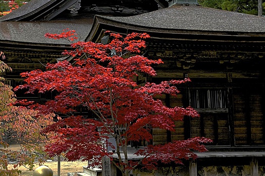 Москвичи выстраиваются в очередь у визового центра Японии