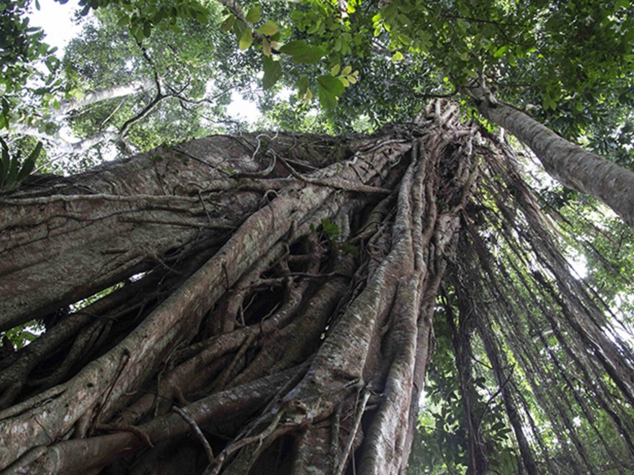 Дерево малайзия. Ходячее дерево Малайзия. Бинтангор дерево листья Малайзия. Тропические деревья. Самое высокое дерево в тропиках.