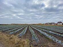 Тамбовский фермер поделился опытом выращивания садовой земляники с начинающими садоводами