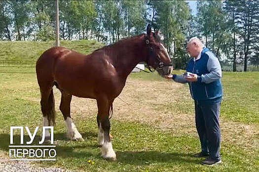 Лукашенко получил владимирского тяжеловоза в подарок от губернатора Авдеева