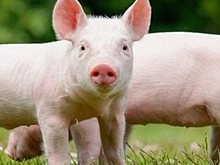 Современные системы кормления свиней – этапы разработки стратегии роста