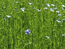 Яровой лен становится важной культурой севооборота в Великобритании