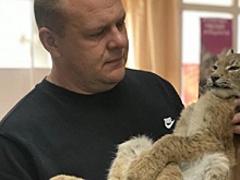 В Тюменской области трехмесячную рысь вызволили из капкана
