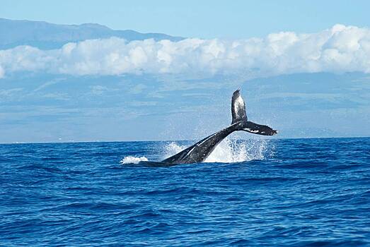 Ученые поговорили с китами в надежде научиться понимать пришельцев