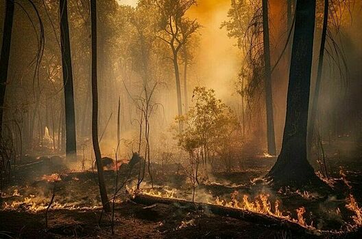 Россияне будут узнавать о пожароопасной ситуации в лесу через «Госуслуги»