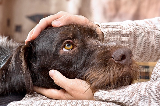 10 причин, почему собаки становятся лучшими друзьями человека