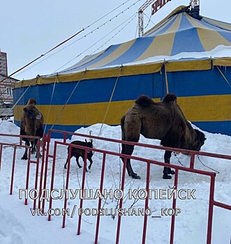Верблюды из Крыма провели новогодние каникулы в Копейске и отправились дальше в путь