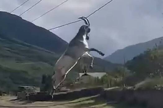 В Дагестане спасли повисшего на электрических проводах козла