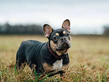 Собака не выжила в многочасовой пробке на Крымском мосту на глазах семьи с тремя детьми