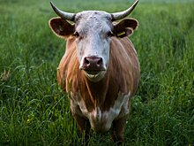 Колышлеец добился выплаты за погибшую от удара током корову