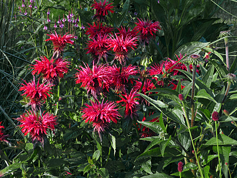 Монарда из семян - это вообще возможно?