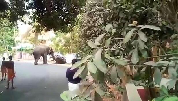 Разбушевавшийся храмовый слон учинил погром в индийской деревне
