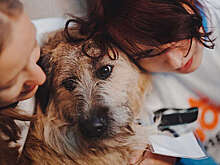 В Москве 3 и 4 ноября пройдет фестиваль WOOF