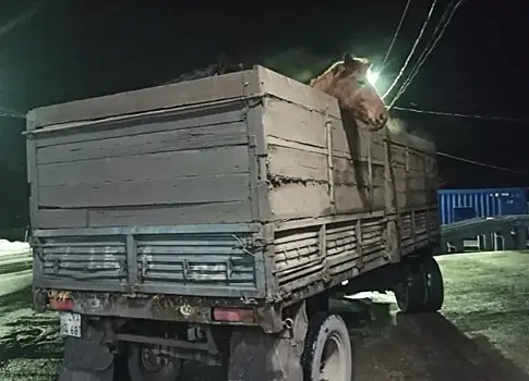 Самарские таможенники не дали незаконно вывезти табун лошадей в Казахстан