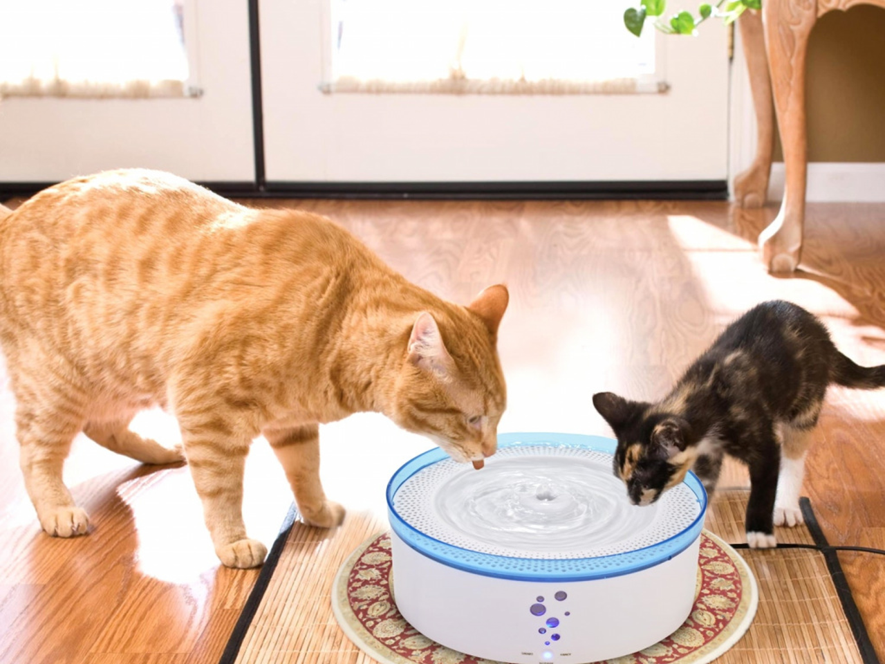 Lunvon pet best sale fountain