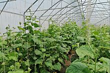 Теплица для 3-кратного урожая огурцов новых сортов и гибридов работает в крымском филиале ВИР