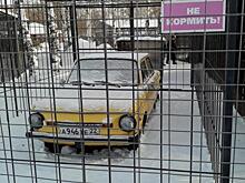 Канарейка с фарами