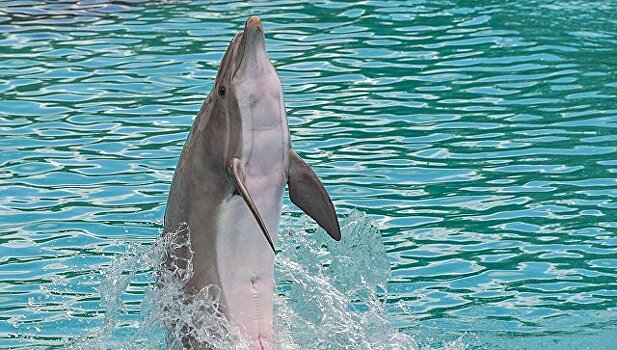 В Австралии дельфин научился "ходить" на хвосте и обучил этому сородичей