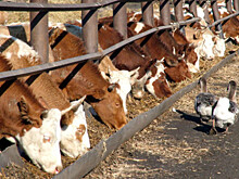 Мясное скотоводство может стать драйвером развития субъектов