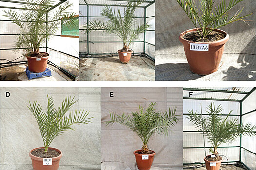 Биологи вырастили финиковые пальмы из семян, найденных во дворце Ирода