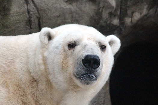 Белых медведей начнут отслеживать с помощью системы SMART