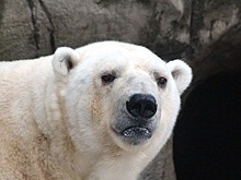 Белый медведь догнал и съел медвежонка. Видео