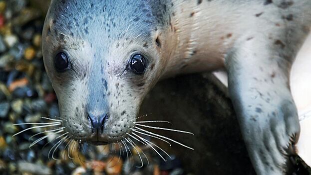 Названа причина массовой гибели краснокнижных тюленей в Дагестане