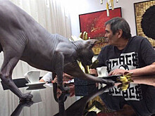 Стала известна судьба "кота-самозванца" Алибасова