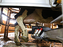 В Белоруссии продолжат борьбу с навозом