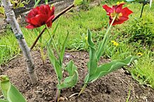 Когда сажают луковицы тюльпаны осенью: сроки посадки и борьба с основными болезнями