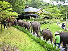 Изучение способности слонов не заболевать раком поможет в лечении людей