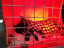 "Мягкой травки, малыш": умер кот Нафаня, пострадавший в страшном пожаре на улице Горького