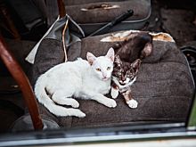 Клычков сообщил о скором открытии приюта для животных