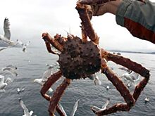 Клешни скандальной крабовой истории сомкнулись над государством