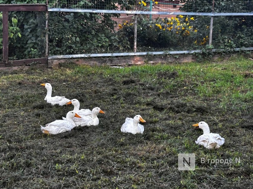 Нижегородским птицефабрикам напомнили о птичьем гриппе